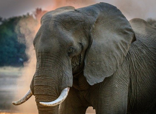 Malawi, Zambia & Zimbabwe | African Safari Adventure