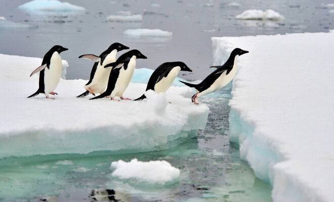 Comprehensive Antarctica Cruise Guide | Donna Meads-Barlow’s