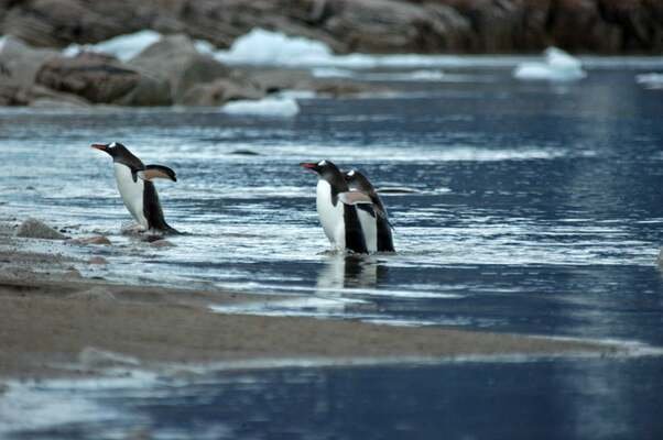Expedition Cruise Antarctica – Travel Photo Album By Robyn Dredge